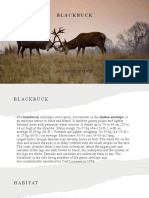 Blackbuck: By-Daksh Devansh