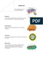 Animal Cell: Plasma Membrane