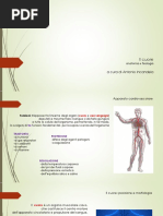 13^ Lezione - Anatomia e fisiologia del  cuore