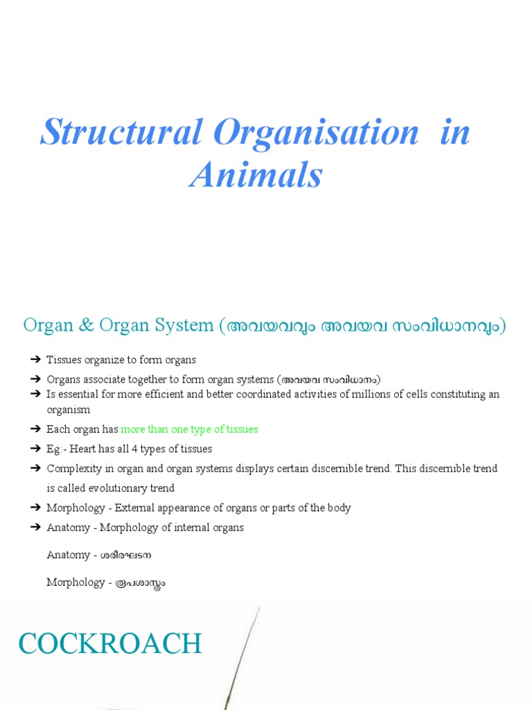 Anatomy and Morphology of Cockroach | PDF | Anatomy | Zoology