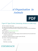 Structural Organisation in Animals Cockroach