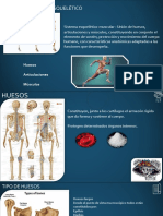 Clase 6-Sistema Músculo-Esquelético