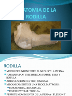 Anatomia de La Rodilla