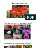 Plantas Angiospermas
