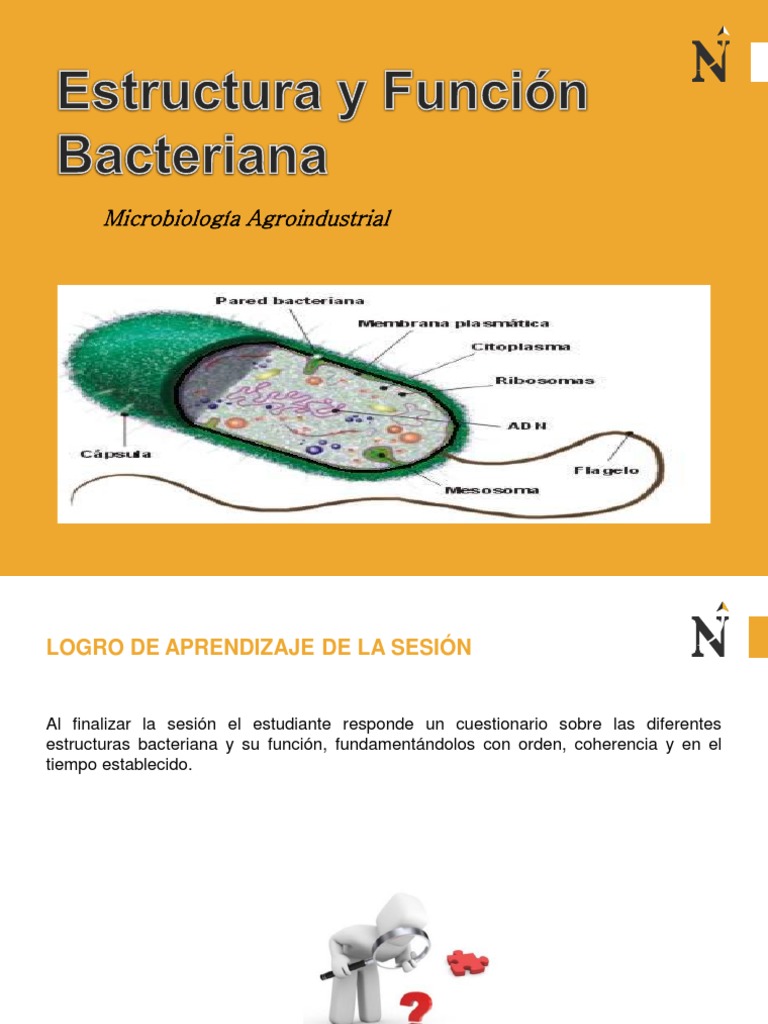 Sesion 3 - Estructura y Funcion Bacteriana | PDF | Las bacterias ...