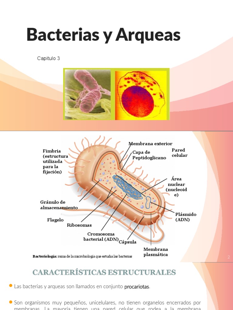 Bacterias y Arqueas | PDF | Las bacterias | Biología Celular)