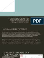 Catabolismo Integrado de Proteinas y Aminoacidos (Hormonas