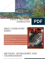 Sweet Dreams Zebrafish