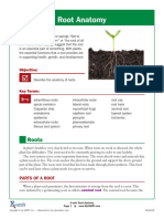 Root Anatomy: Roots