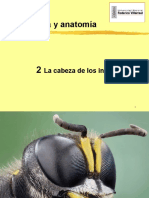 Clase 02 Entomología (Cabeza de Los Insectos) (1)