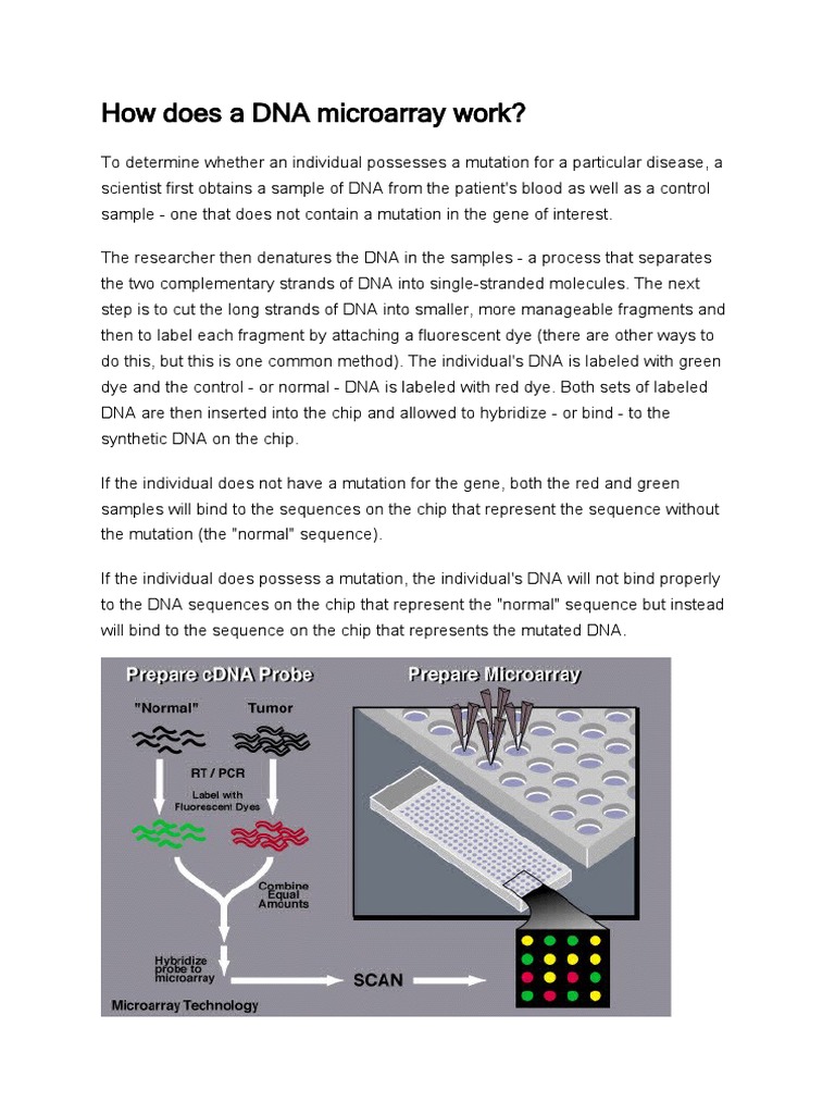 How Does A DNA Microarray Work | PDF