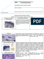 Atividade EAD 03 Anatomia Vegetal