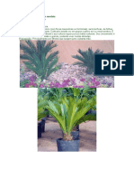 Sagu, Cica: planta ornamental de crescimento lento