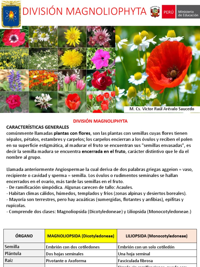 División Magnoliophyta: M. Cs. Víctor Raúl Arévalo Saucedo | PDF ...