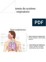 Anatomie Du Système Respiratoire Tableaux 2