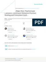 Cannabidiol a Major Non Psychotropic Cannabis Constituent Enhances Fracture Healing and Stimulates Lysyl Hydroxylase Activity in Osteoblasts Cannabis Research for Fractured Broken Bones