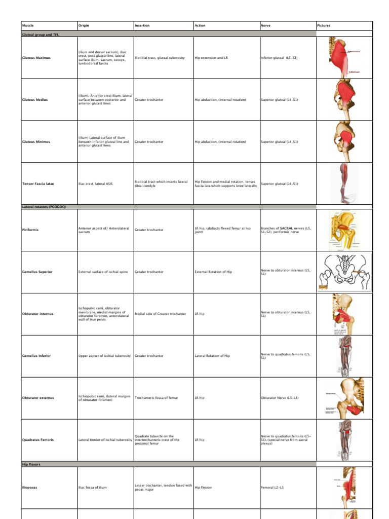 Lower Limb Muscle Table + Pictures Foot Human Leg
