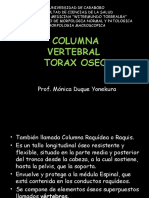 Columna Vertebral