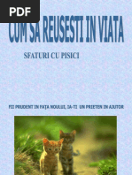 Sfaturi Cu Pisici - Cum Să Reuşeşti În Viaţă