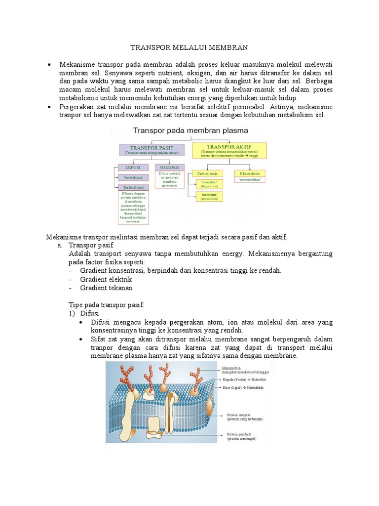 Mekanisme Transpor Membran Sel | PDF