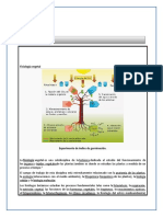 Guia de Fisiologia Vegetal