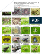 1134 Colombia Amphibians and Reptiles La Avispa Natural Reserve