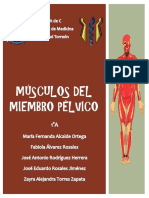 Musculos Pelviano Mienbro Inferior