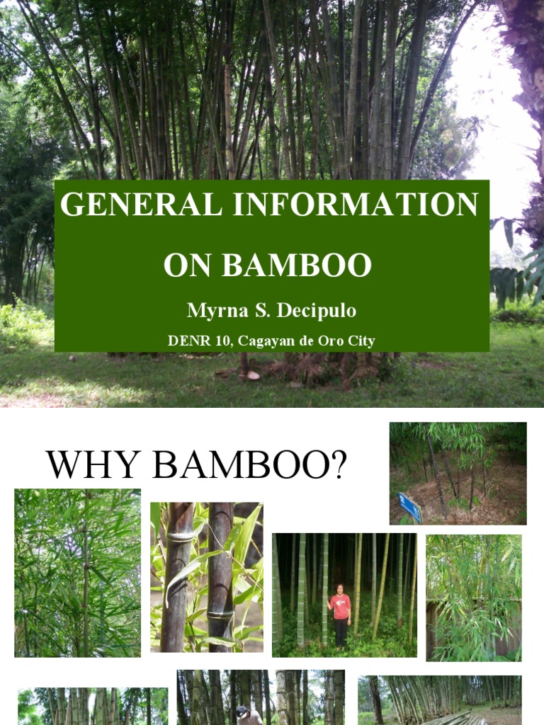General Information On Bamboo and Things You Didn't Know | PDF | Bamboo ...