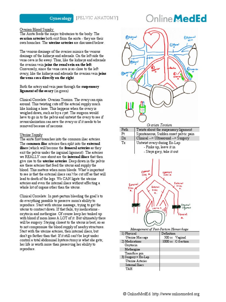 Gynecology - Pelvic Anatomy | PDF | Uterus | Vagina