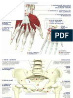 Oasele Corpului Uman2