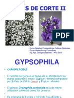 LISIANTHUS GYPSOPHILA II OPT 2013 - Copiar