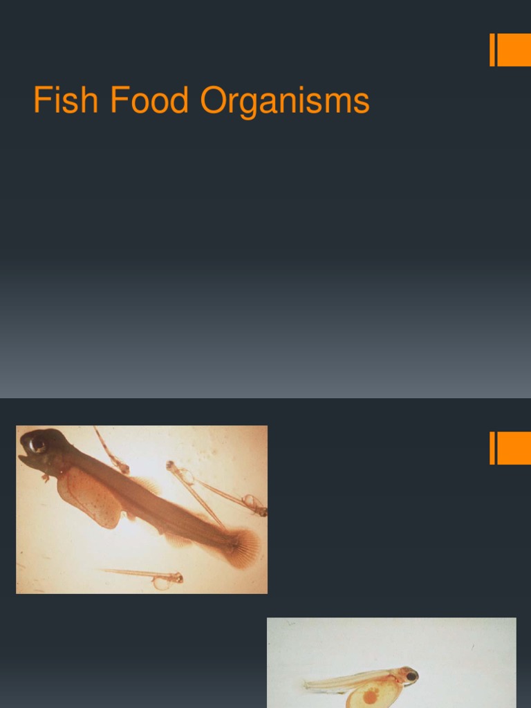 Fish Food Organisms PDF Algae Plants