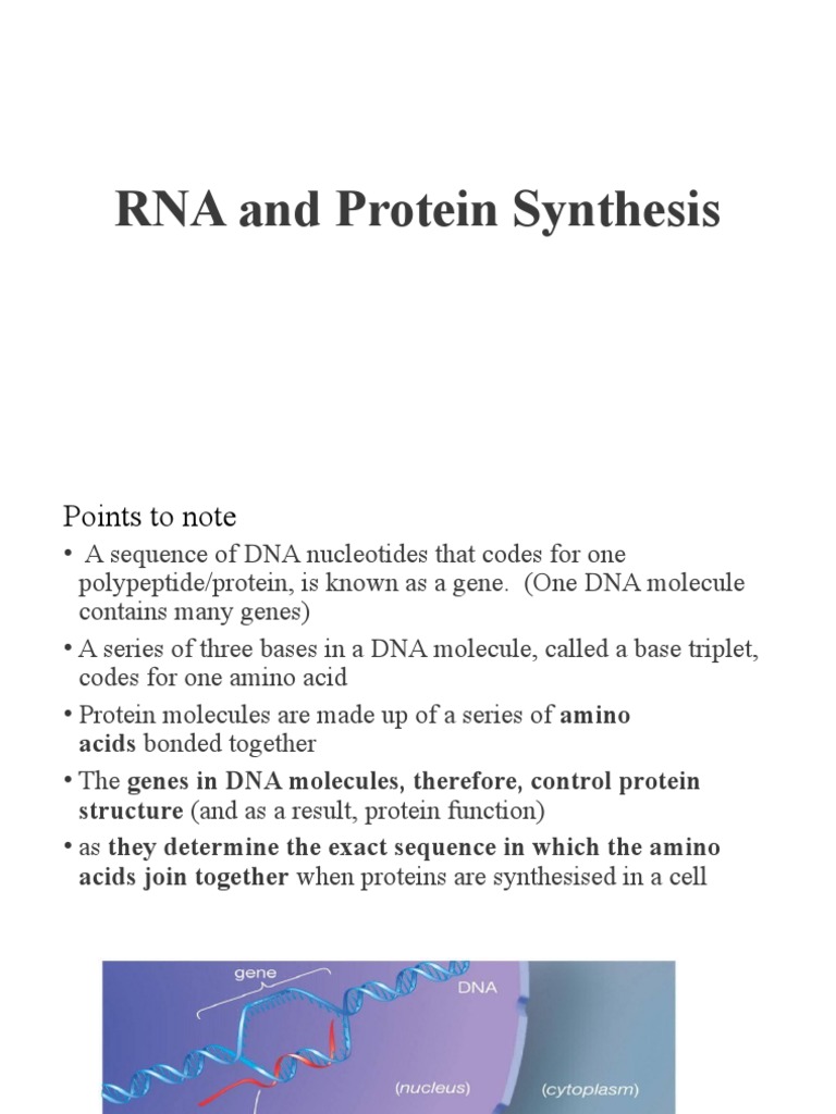Decoding Instructions The Process of Protein Synthesis from