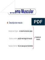 g Sistema Muscular-Anatomia
