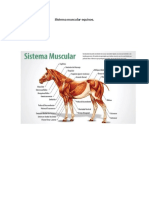 Sistema muscular equinos