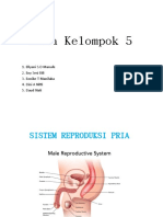 Anfis_sistem Reproduksi Pria. Kel5-Wps Office