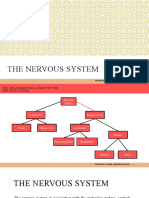 The Nervous System - Prepared by Group 3 1