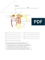 Worksheet Excretion - Spring 2021