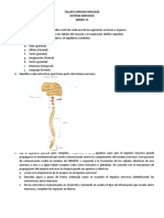 Sistema nervioso grado 11