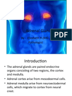 5) Adrenal Gland