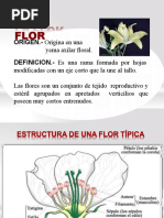 Estructura y Tipos de Flores | PDF | Flores | Morfología Vegetal