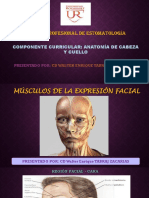 Musculos Faciales