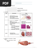 Muscular System - Worksheet