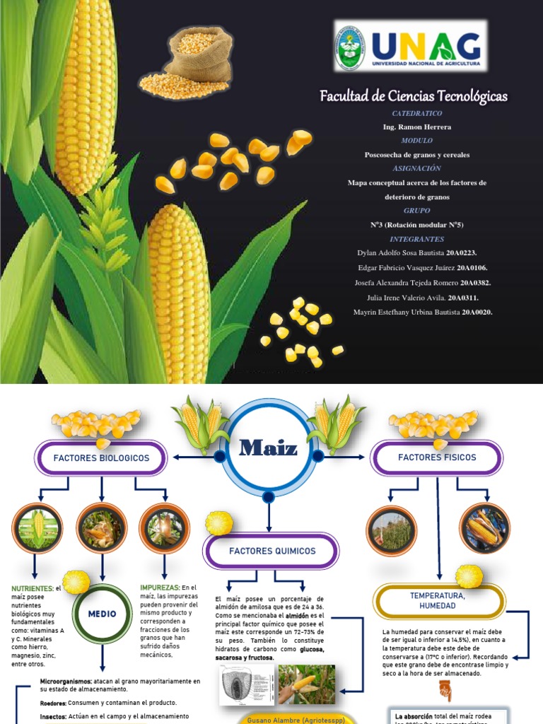 Mapa conceptual sobre el maíz | PDF | Nutrición | Dieta y nutrición
