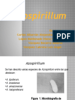 Azospirillum