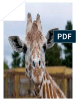 giraffe