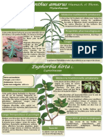 18 Poster Formation Madagascar Phyllanthus Amarus Et Euphorbia Hirta JDM