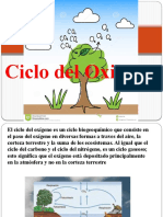 Ciclo Del Oxigeno