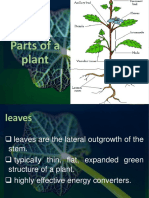 2 General Biology 2 - Parts of The Plants H