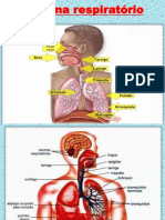 Sistema Respiratório PDF
